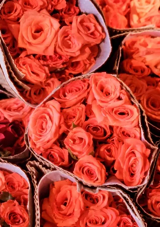 Rose bouquet advertising photograph